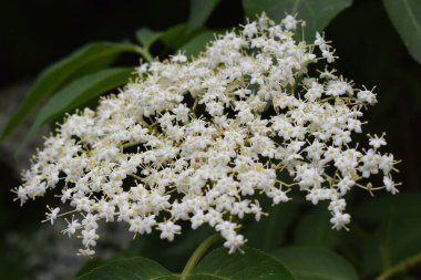 Sambucus Nigra 'dan küçük, beyaz bir demet çiçek, beş taç yaprağı, yaşlı çiçekler. Çiçekler yoğun bir şekilde paketlenmiş ve arka plandaki yeşil yapraklara göre dizilmiştir. Beyaz Yaprakların Arasında Fısıltılar