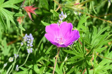 Resim yeşil bitki örtüsüyle çevrili canlı bir mor çiçeği gösteriyor. Geranium sanquineum. Küçük çiçek tomurcukları ve uzun, tırtıklı yapraklar var. Sahne, yaprakların ve yaprakların dokusunu vurgulayan doğal güneş ışığıyla aydınlatılıyor.