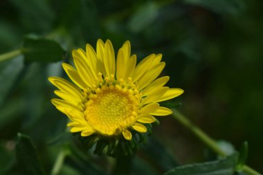 Çiçek açmış sarı bir çiçeğin detaylı, parlak sarı taç yaprakları ve yeşilimsi bir merkezi olan yakın çekimi. Arka plan yumuşak odaklı, koyu yeşil, çiçeğin canlı rengini vurguluyor..