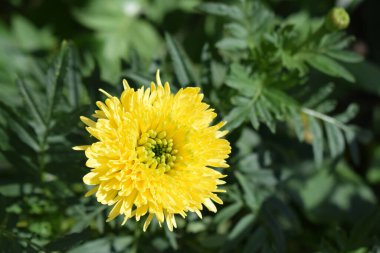 Canlı sarı bir kasımpatı çiçeği yeşil yapraklarla çevrili olarak tam çiçeklenmiştir. Çiçeğin çok sayıda taç yaprağı vardır, yoğun ve simetrik bir desen oluşturur ve biraz daha koyu bir merkezi vardır. Arkaplan bulanık yeşil yapraklardan oluşur.,