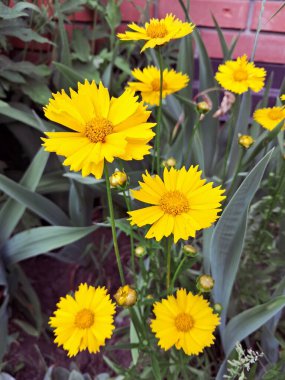 Dalgalı taç yaprakları ve parlak sarı merkezleri olan canlı sarı koreopsis çiçekleri kümesi. Yeşilliğin ortasında büyüyorlar. Arka planda geniş ve sivri yapraklar var.