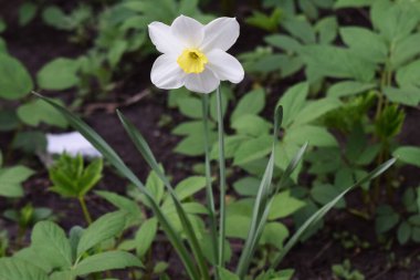 Sarı merkezli tek bir beyaz nergis çiçeği, bulanık yeşil yaprakların üzerine kurulmuş. Yapraklar narin ve biraz şeffaf. Yeşil 'de Yalnız Beyaz Nergis