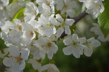 Baharın narin güzelliği. Ağaç dalında beyaz kiraz çiçeklerinin yakın plan görüntüsü. Çiçekler yıldız şeklindedir, sarı pudingler ve yemyeşil yapraklarla çarpıcı bir kontrast oluştururlar.