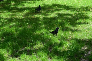 Birkaç güvercinin yanında yeşil çimlerde yürüyen bir karga. Görüntü kuşları doğal bir ortamda yakalıyor. Kargaburdun parlak siyah tüyleriyle güvercinlerin çeşitli renkleri arasındaki zıtlığı vurguluyor.