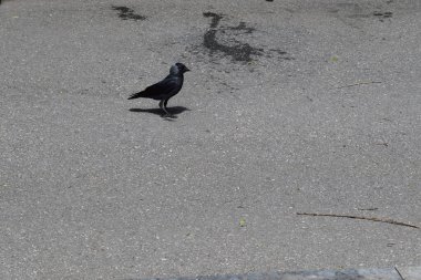 Bir karga (Coloeus monedula, Corvus monedula) yeşil çimlerde yürüyor. Görüntü, kuşu doğal bir ortamda yakalar, parlak siyah tüylerini ve çimenlerin canlı yeşil rengini vurgular.