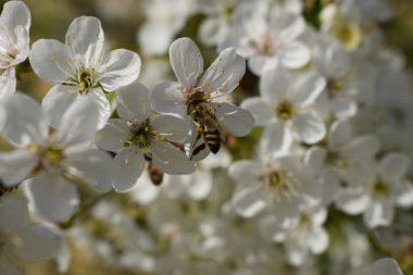 Beyaz çiçek kümesindeki bir arı görüntüsü. Çiçeklerin narin beyaz taç yaprakları ve sarı pudingleri vardır. Arka plan benzer beyaz çiçeklerin bulanıklığı, bir bahçe ya da çiçek açan bir ağacı işaret ediyor.