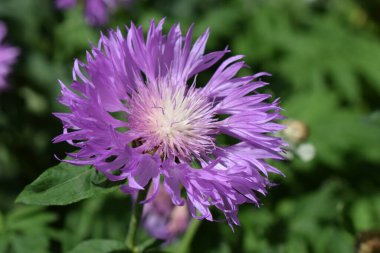 Canlı mor taç yaprakları ve açık sarı bir merkezi olan çiçek açan bir çiçeğin yakın çekim görüntüsü. Arkaplan, ön plandaki parlak çiçekle çelişen yeşil yapraklardan oluşur..
