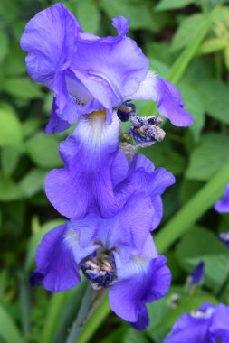 Canlı mor bir iris çiçeğinin yakın plan görüntüsü. Yapraklar zarif bir şekilde kıvrılmış ve çiçeğe derinlik ve doku katan ince ve koyu tonlu zengin bir mor renk sergiliyor..
