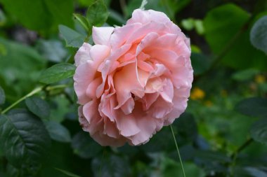 Çiçek açmış pembe bir gül. Yapraklar çoklu ve yumuşak ve stratejik olarak yerleştirilmiş görünüyor. Arka planda yeşil yapraklar görülebilir. Bu da çiçeğin doğal ortamında olduğunu gösterir..