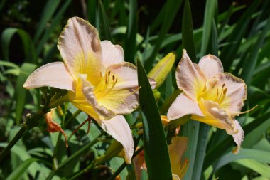 Bahçe ortamında çiçek açan iki zambak. Çiçeklerin açık pembe yaprakları ve sarı bir merkezi vardır ve yeşil yapraklar ve saplarla çevrilidir.