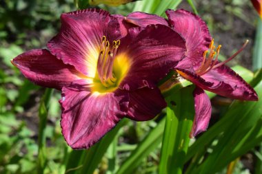 Sarı merkezli pembe zambakların yakın çekim görüntüsü. Çiçekler yeşil yapraklarla çevrili bir bahçede ya da doğal ortamda çiçek açıyor gibi görünüyor. Çiçeklerin yaprakları hafifçe kıvrılmış.