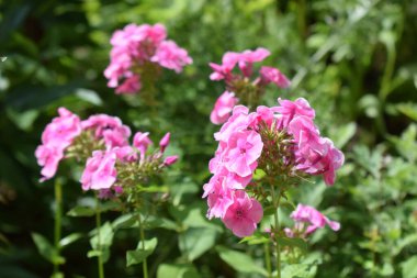 Canlı pembe çiçekler, çiçek tozu yemyeşil bir bahçe ortamında çiçek açıyor. Çiçekler bir araya toplanır, birden fazla sapı görünür ve doğal güneş ışığıyla aydınlanır, canlı ve parlak bir atmosfer yaratır. Phlox Kümesi: Su Aydınlatma: