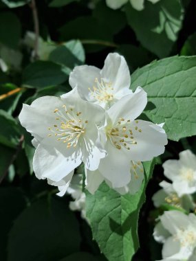 Yeşil yapraklarla çevrili sarı kestaneli beyaz yasemin çiçekleri. Narin taç yaprakları tamamen çiçek açmış. Yaprakların dokusunu ve canlı renkleri aydınlatıyor.