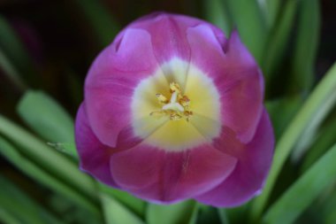 Bir çiçeğin, bir lalenin iç kısmının makro fotoğrafı. Yaprakların kenarlarında mor bir renk vardır, ortasında beyaz bir çekirdek bulunur ve sarı pullarla çevrilidir. Bu yakın çekim, çiçeğin güzel detaylarını ve canlı renklerini vurgular. Güzel Det