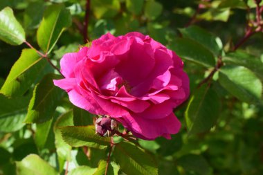 Yeşil yapraklarla çevrili açık pembe bir gül. Gül iyi tanımlanmış yapraklara sahiptir ve güneş ışığıyla aydınlanan doğal bir açık havada yetişir. Onun yanında henüz çiçek açmamış bir gül tomurcuğu görülebilir..