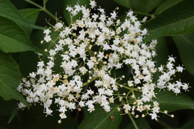 Sambucus Nigra 'dan küçük, beyaz bir demet çiçek, beş taç yaprağı, yaşlı çiçekler. Çiçekler yoğun bir şekilde paketlenmiş ve arka plandaki yeşil yapraklara göre dizilmiştir. Sambucus Nigra 'nın Kümelenmiş Güzelliği