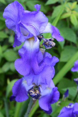 Canlı mor bir iris çiçeğinin yakın plan görüntüsü. Yapraklar zarif bir şekilde kıvrılmış ve çiçeğe derinlik ve doku katan ince ve koyu tonlu zengin bir mor renk sergiliyor..