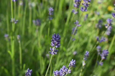 Yeşil yaprakların bulanık arkaplanı ve diğer lavanta çiçeklerinin bulanık arkaplanına yakın plan çekilmiş bir lavanta çiçeği. Ana çiçek mor yapraklarını belirgin bir şekilde göstererek, bitkinin karakteristik rengini ve yapısını genel olarak associ
