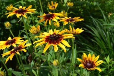 Bir grup Rudbeckia hirta sarı çiçekleri ve yeşil bitkilerle çevrili karanlık merkezleri var. Çiçekler ayçiçeklerini andırıyor, canlı taç yaprakları var ve boyutları farklı. Bazılarının taç yapraklarında kırmızımsı lekeler var..
