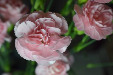 Pembe ve beyazın çeşitli tonlarında narin taç yaprakları olan birkaç pembe karanfilin yakın çekimi. Bulanık arkaplan ön plandaki çiçeklere odaklanmayı vurguluyor