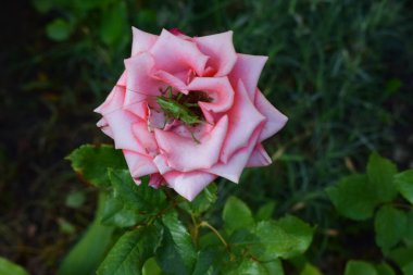 Ortasında yeşil çekirge olan pembe bir gül. Çevredeki yeşil yapraklar da görülebilir. Doğanın Renkli Karşılaşması