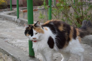 Beyaz, siyah ve turuncu kürkleri olan tüylü, çok renkli bir kedi. Kedi beton bir yüzeyde oturuyor, kırmızı bir tasma takıyor. Arka planda çalılar da dahil olmak üzere biraz yeşillik var.