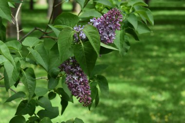 Yeşillik yapraklı leylak çiçeği dalı. Leylak çiçekleri lavanta renginde, bulanık yeşil arkaplan üzerine kurulmuş, tipik bir bahçe ya da park ortamı..