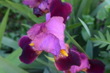 Geniş, renkli yapraklarla çiçeklerin açtığı yakın plan bir manzara. Çiçeklerde sarı ve kırmızımsı renklerin karışımı ve karmaşık taç yaprağı detayları var. Renkli Çiçeklerin Yakın Çekimi