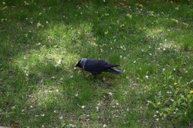 Bir karga (Coloeus monedula, Corvus monedula) yeşil çimlerde yürüyor. Görüntü, kuşu doğal bir ortamda yakalar, parlak siyah tüylerini ve çimenlerin canlı yeşil rengini vurgular.