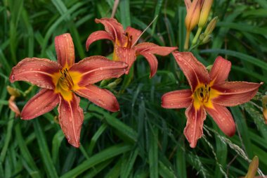 Yeşil yaprakların arasında bulunan yapraklarında yağmur damlası olan üç turuncu zambak. Çiçeklerin parlak sarı bir merkezi ve ince, siyah erkeksi yaprakları var..