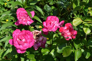 Çiçek açmış bir grup pembe gül. Çiçekler bir bahçedeki yeşil yapraklarla çevrilidir. Bazı güller dolu ve hayat doludur, oysa biri solgun görünüyor. Güllerden birinin üzerine tünemiş bir böcek var. Güneş ışığı manzarayı aydınlatır, canlılığı ortaya çıkarır.
