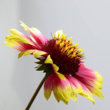 Gaillardia çiçeği, canlı renklerle ağırlıklı olarak pembe, sarı ve koyu kırmızı. Yapraklar çoğunlukla sarıdır ve pembe kenarları vardır ve dışa doğru kıvrımlıdır. Çiçeğin merkezi yukarı doğru uzanan sarı pudinglerle karanlıktır. Arkaplan odaklanmamış,