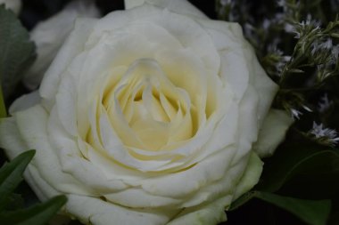 Çiçek açmış beyaz bir gülün narin güzelliği karmaşık taç yapraklarını ve yumuşak, kremsi renklerini gözler önüne seriyor. Gülün yaprakları katmanlı ve ortaya doğru yumuşak bir krema rengi sergiliyor.,