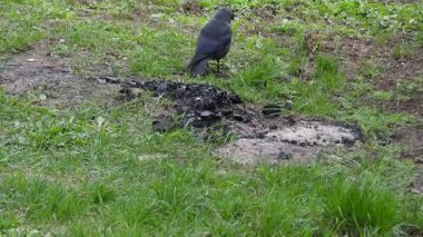 Yeşil çimlerin üzerinde bir karga videosu. Çimlerde yürüyorum. Karga Çimen Çimlerinde Zarifçe Dolaşıyor