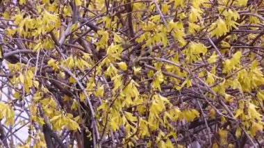 Güneşli bir günde Forsythia çiçeklerinin videosu. İlkbaharda doğal seçici odak, sarı çiçeklerle bulanık arka plan. Çiçek açan fındıklar. Güneşli Bahçe Sahnesinde Çiçek açan Forsythia