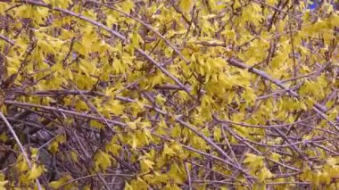 Güneşli bir günde Forsythia çiçeklerinin videosu. İlkbaharda doğal seçici odak, sarı çiçeklerle bulanık arka plan. Çiçek açan fındıklar. Güneşli Gün Sarı Forsythia Çiçekleri
