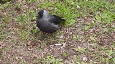 Yeşil çimlerin üzerinde bir karga videosu. Çimlerde yürüyorum. Karga Çimen Çimlerinde Zarifçe Dolaşıyor
