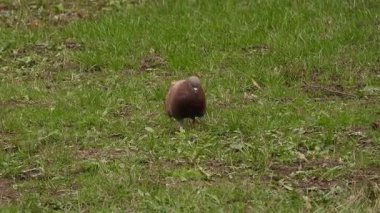 Şehirdeki yeşil çimenlikteki güvercinlerin videosu. Şehir Güvercinleri Yeşil Çimlerde Toplanıyor