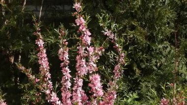Çiçek açan badem (prunus tenella) ve rüzgarda çiçek tarhında döllenen arıların videosu. Badem Çalı Çiçekleri Tozlanan Arılarla Dans Ediyor