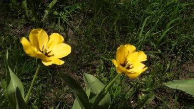 Sarı lalelerin çiçek tarhında açtığı ve rüzgarda sallandığı bir video. Bahar mevsiminde dans eden laleler çiçek tarhında