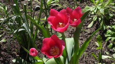 Çiçek tarhında açan ve hafif bir rüzgarda sallanan kırmızı lalelerin videosu. Kırmızılı Laleler Narin Çiçek Düzenlemesinde Sallanıyor