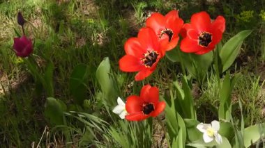 Çiçek tarhında açan ve hafif bir rüzgarda sallanan kırmızı lalelerin videosu. Kırmızı laleler Hafif Rüzgarda Zarif bir şekilde Dalgalanıyor