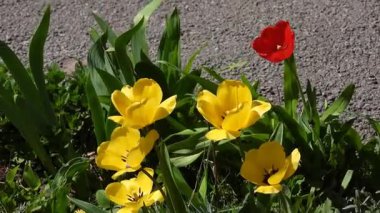 Sarı lalelerin çiçek tarhında açtığı ve rüzgarda sallandığı bir video. Bahar mevsiminde dans eden laleler çiçek tarhında