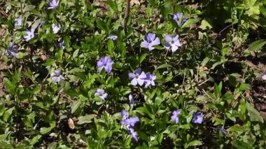 Vinca minor (yaygın olarak kullanılan adıyla daha az menekşe menekşesi, cüce menekşe menekşesi, küçük menekşe, yaygın menekşe), Orta ve Güney Avrupa 'ya özgü çiçekli bir bitki türüdür. Bahar melteminde sallanan çiçekler. Periwinkle çiçeğinin sallanan güzelliği