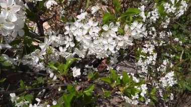 Yeşil çimlere ve mavi gökyüzüne karşı beyaz kiraz çiçeklerinin videosu. Doğal Kaynaklar Kanvası: Yeşil Çimene Karşı Beyaz Çiçekler