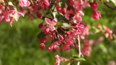 Bahçede açan pembe çiçekli bir elma ağacının (Kırmızı Splendor), bahar esintisinde sallanan çiçeklerin videosu. Bahar Uyanışı: Elma Ağacı Çiçeği