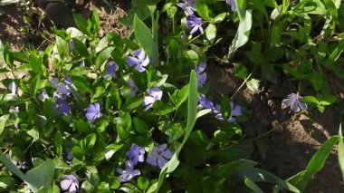 Vinca minor (yaygın olarak kullanılan adıyla daha az menekşe menekşesi, cüce menekşe menekşesi, küçük menekşe, yaygın menekşe), Orta ve Güney Avrupa 'ya özgü çiçekli bir bitki türüdür. Bahar melteminde sallanan çiçekler. Daha Az Periwinkle 'ın Yaşamı