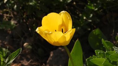 Sarı lalenin çiçek tarhında rüzgarda sallandığının videosu. Bahar Çiçeğinde Dans Eden Lale