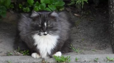 Rüzgarda bir bahçe bankının altında oturan siyah beyaz bir kedinin videosu. Huzur Sığınağı: Bahçenin Altında Dinlenen Kedi