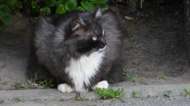 Rüzgarda bir bahçe bankının altında oturan siyah beyaz bir kedinin videosu. Huzur Sığınağı: Bahçenin Altında Dinlenen Kedi
